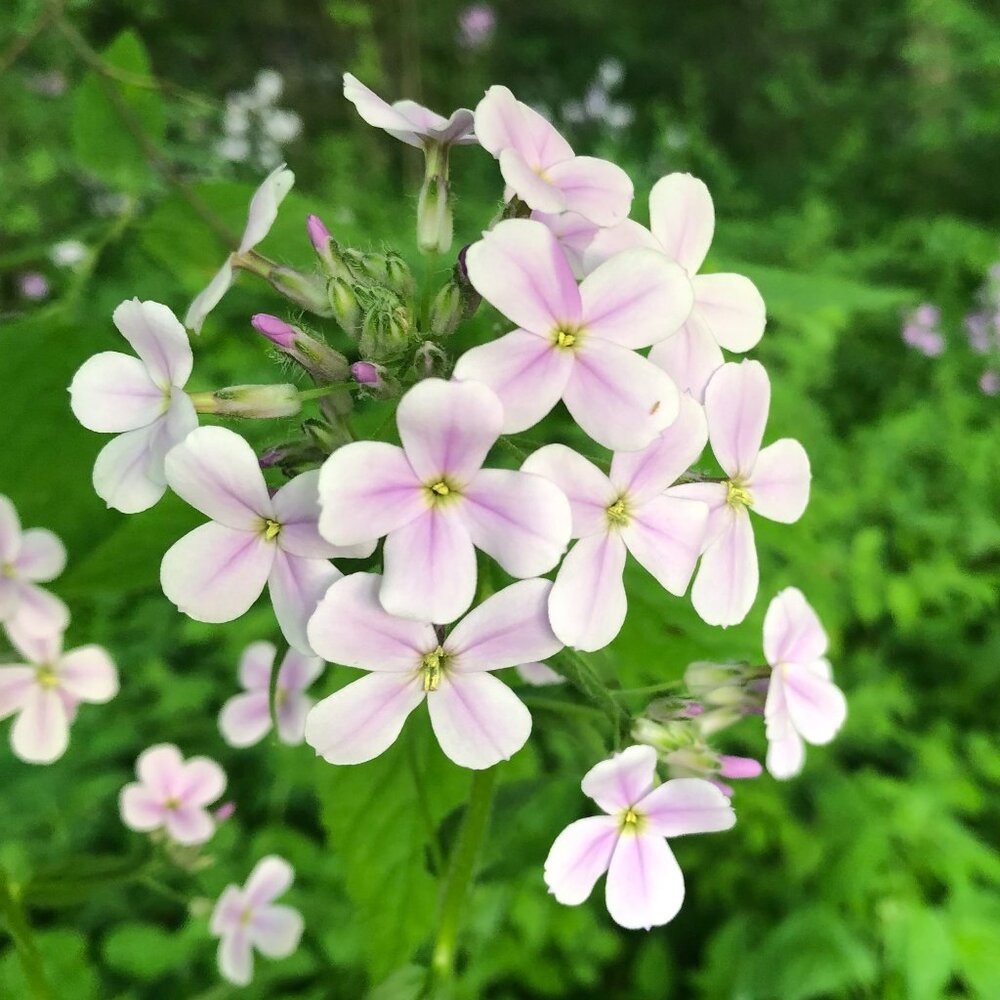 Come Support Us On Our 2nd Ever Unlisted Posh Live Tonight